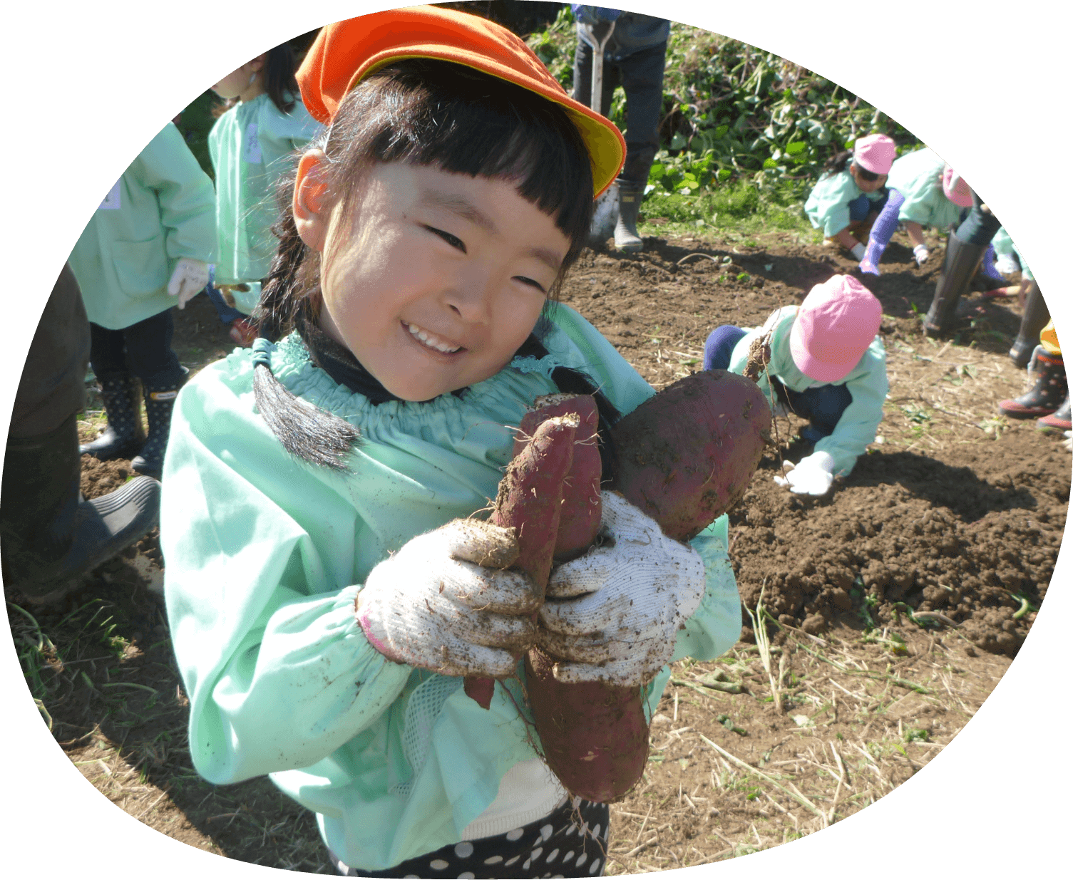 さつまいも掘り