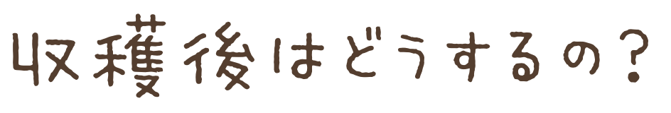 収穫後はどうするの？